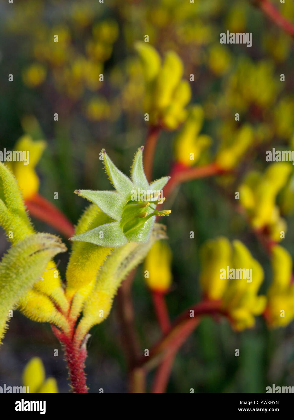 Kangaroo paw (Anigozanthos Bush Haze Stock Photo Alamy