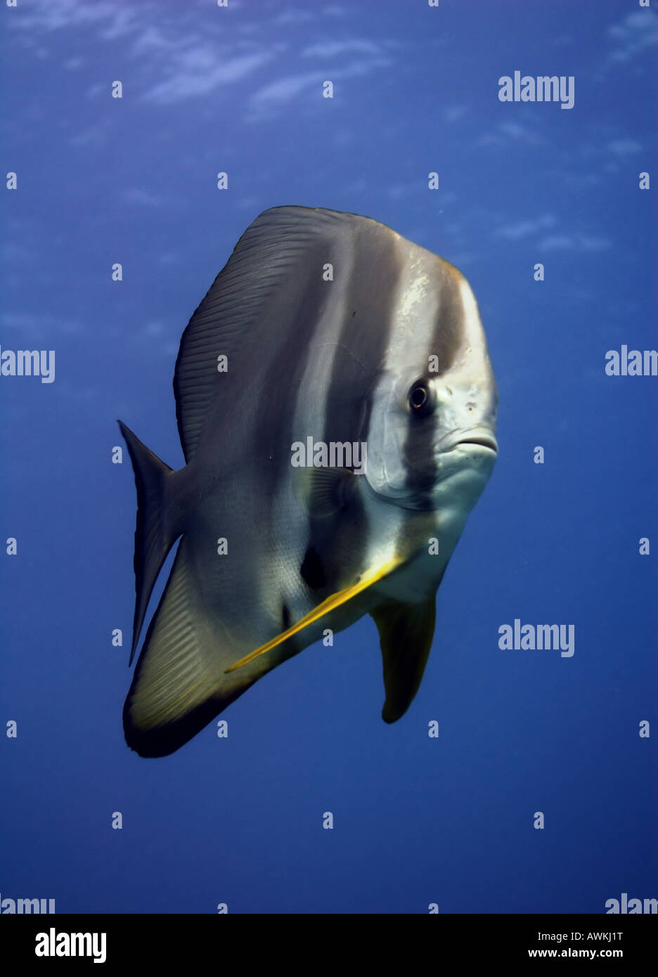 Round faced batfish Platax teira at the Rowley Shoals Western Australia Stock Photo