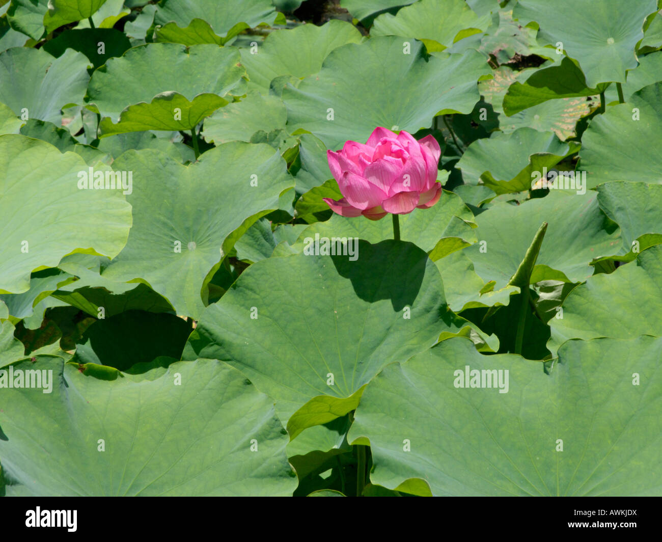 Lotus flower (Nelumbo nucifera Stock Photo Alamy