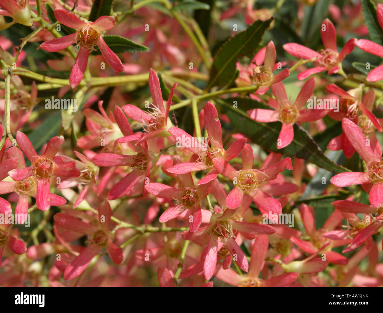 NSW Christmas bush (Ceratopetalum gummifera) Stock Photo