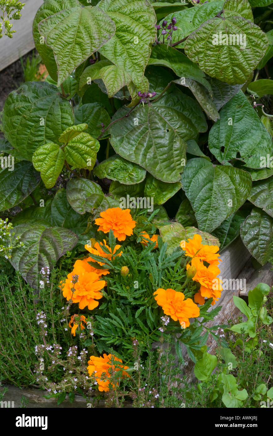 Companion planting hires stock photography and images Alamy