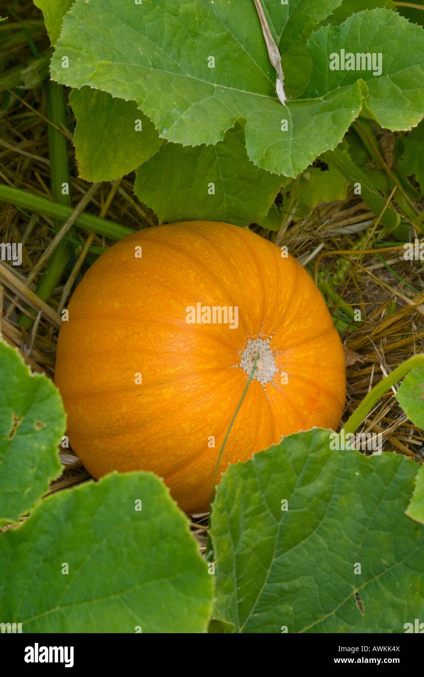 A ripening pumpkin in autumn Stock Photo