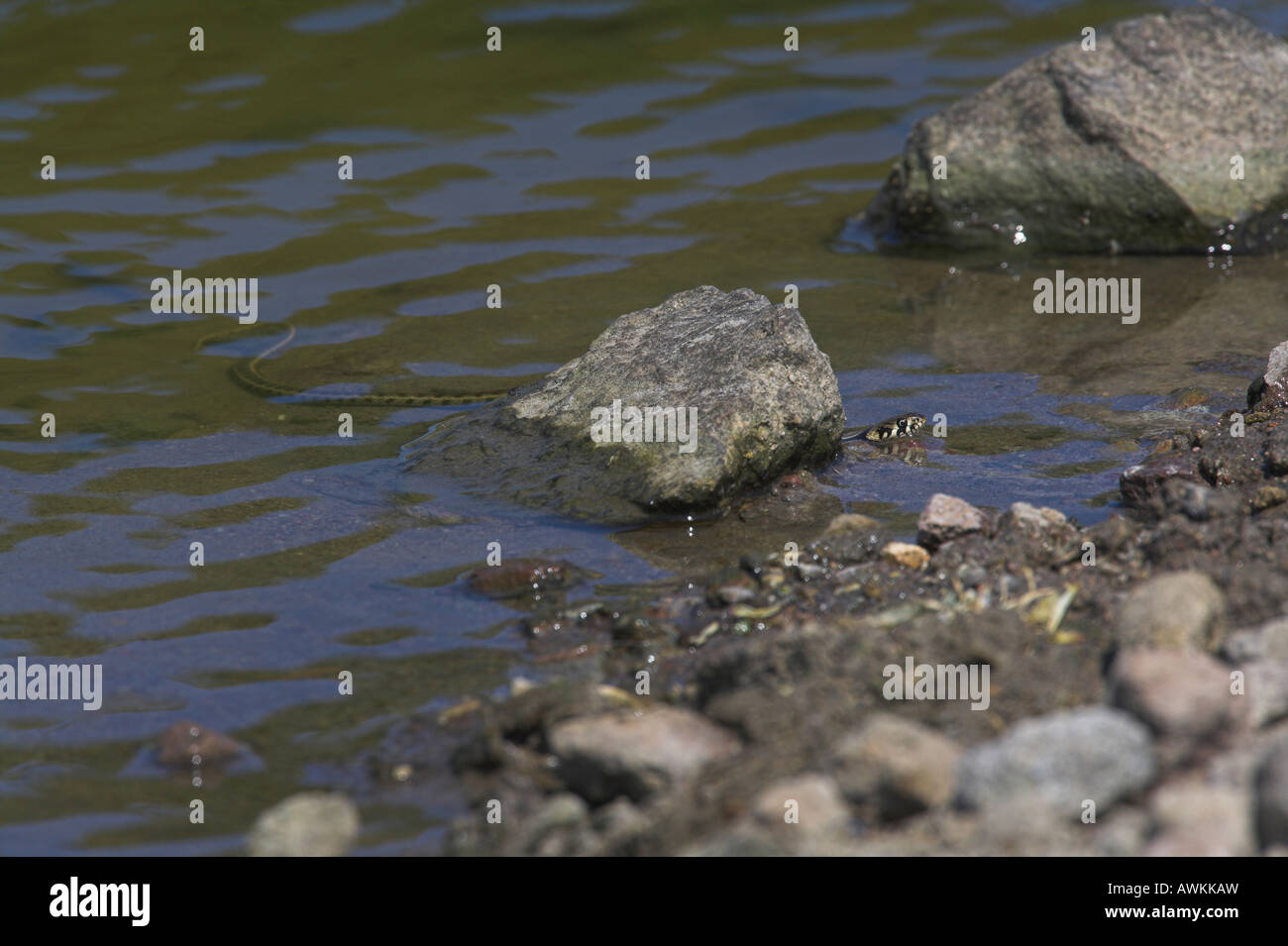Dice Snake Natrix tessellata swimming in cattle drinking pool in mountain region of Lesvos, Greece in April. Stock Photo