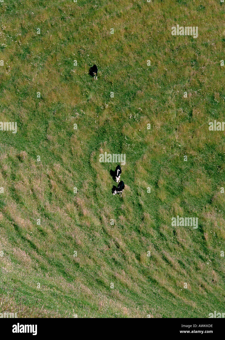 New Zealand, cows in a grassy field, aerial view Stock Photo