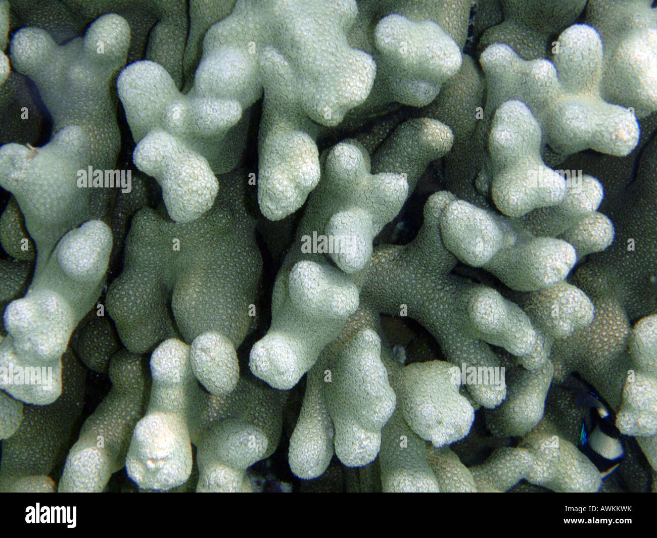 Close-up of Hard Stony Coral - Porites [Bandos Island Reef, Kaafu Atoll, Maldives, Asia].                                      . Stock Photo