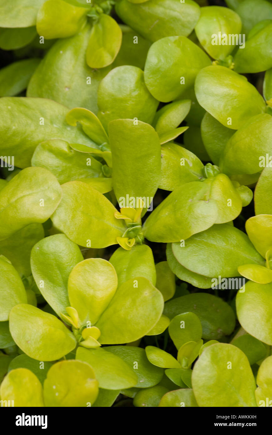 The lemon flavored garden herb Golden purslane Stock Photo