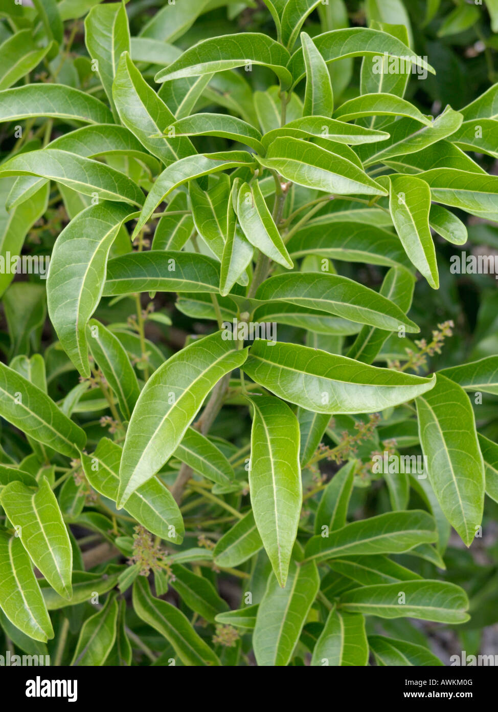 Lemon scented myrtle (Backhousia citriodora) Stock Photo