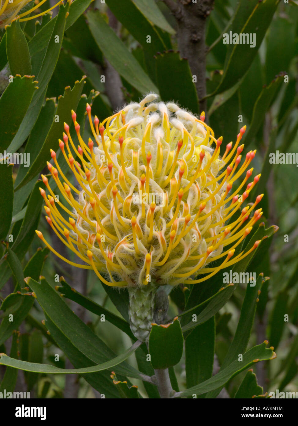 Pincushion (Leucospermum) Stock Photo