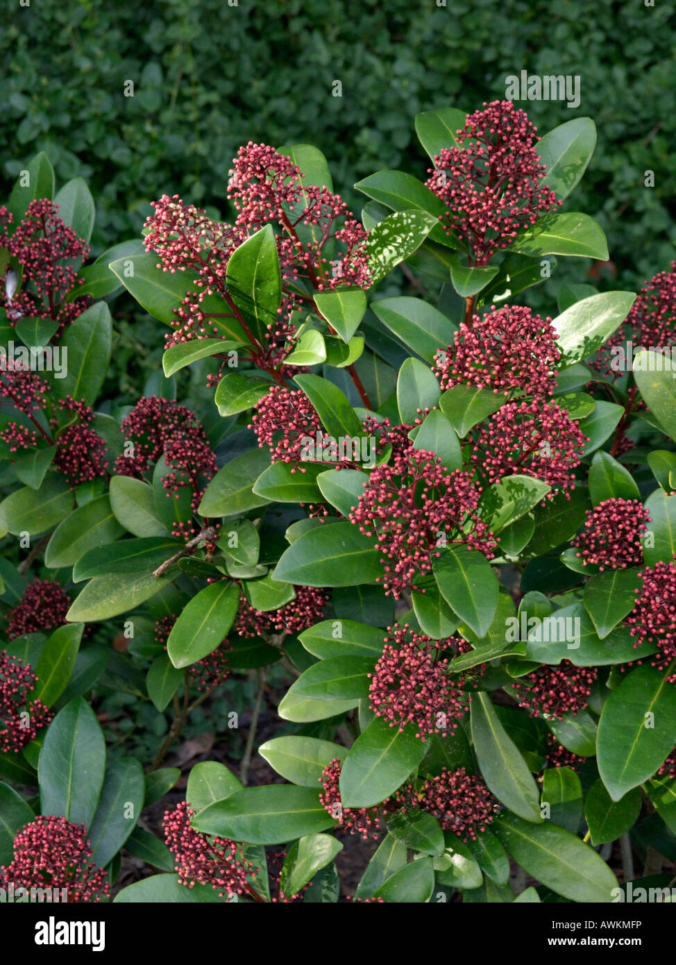 Japanese skimmia (Skimmia japonica 'Rubella') Stock Photo