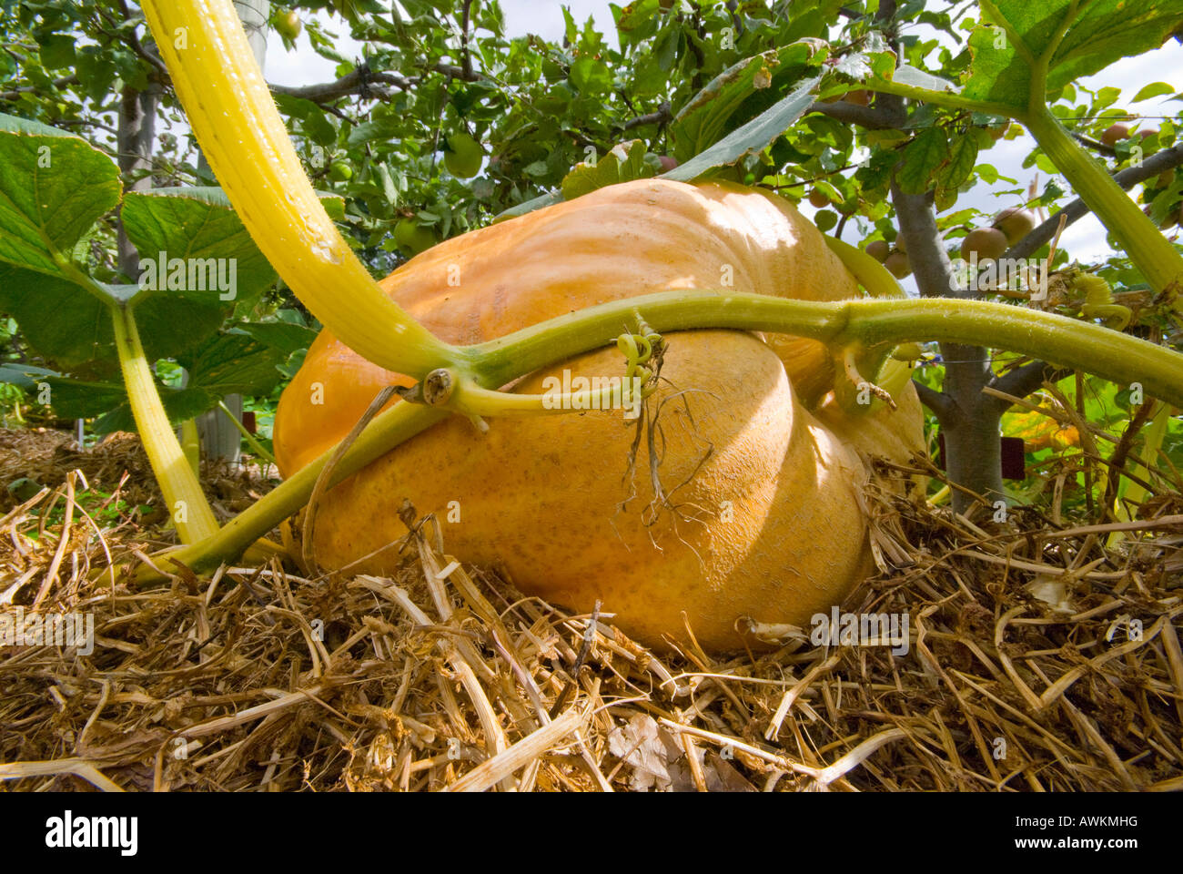 Giant pumpkin cucurbita maxima Stock Photo