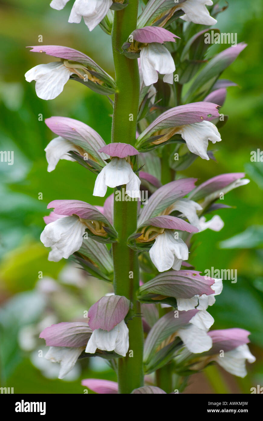 Flowers of the acanthus mollis Oyster Plant Stock Photo
