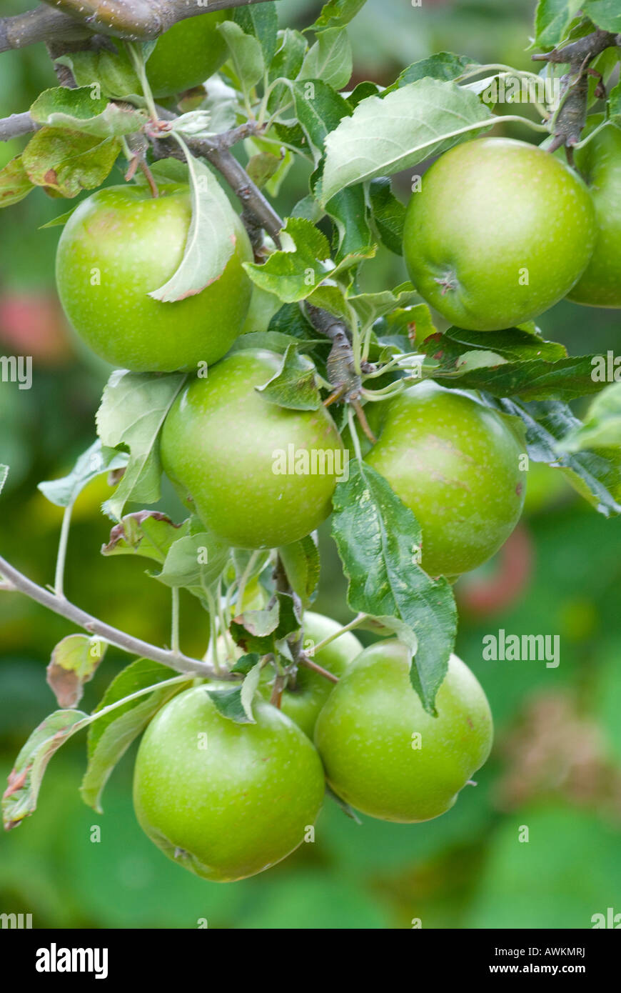 A laden bough of Granny Smith apples Stock Photo