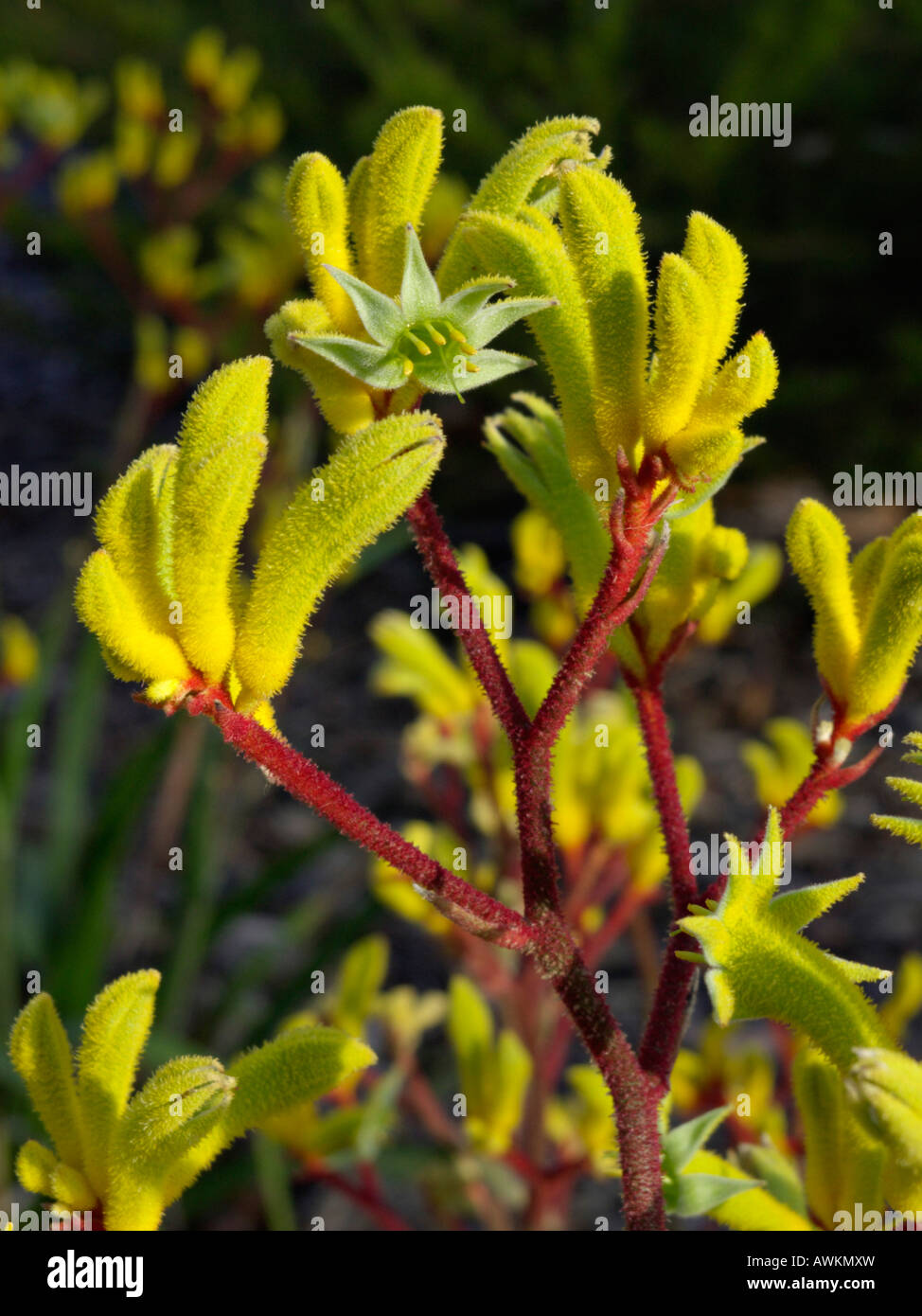 Kangaroo paw (Anigozanthos Bush Haze Stock Photo Alamy