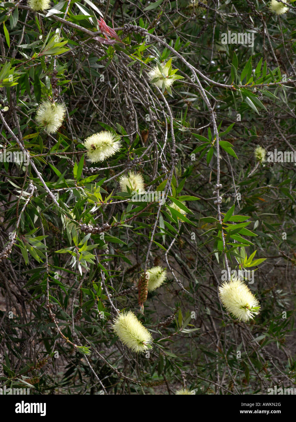 Bottlebrush (Callistemon formosus) Stock Photo