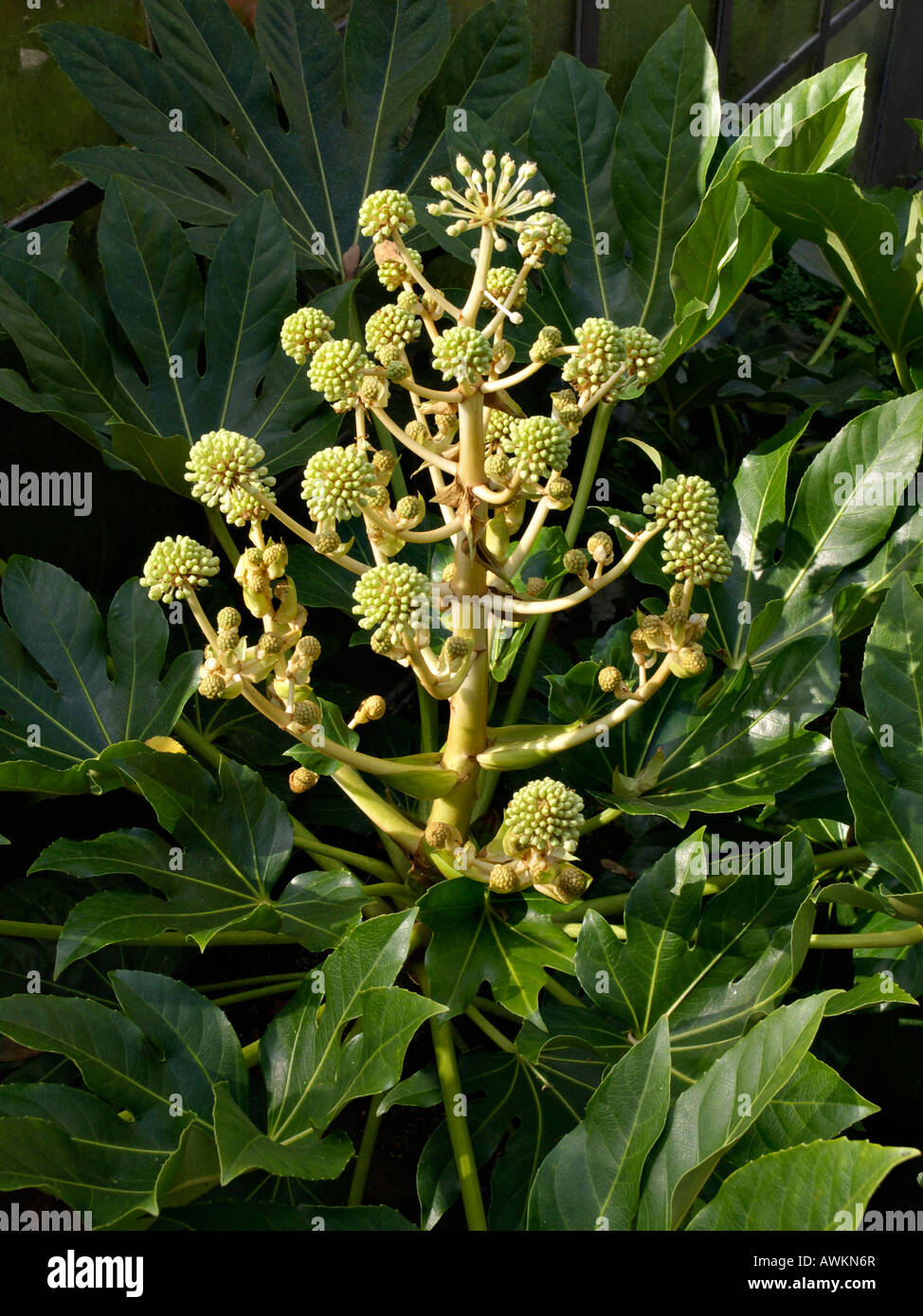 Japanese aralia (Fatsia japonica) Stock Photo