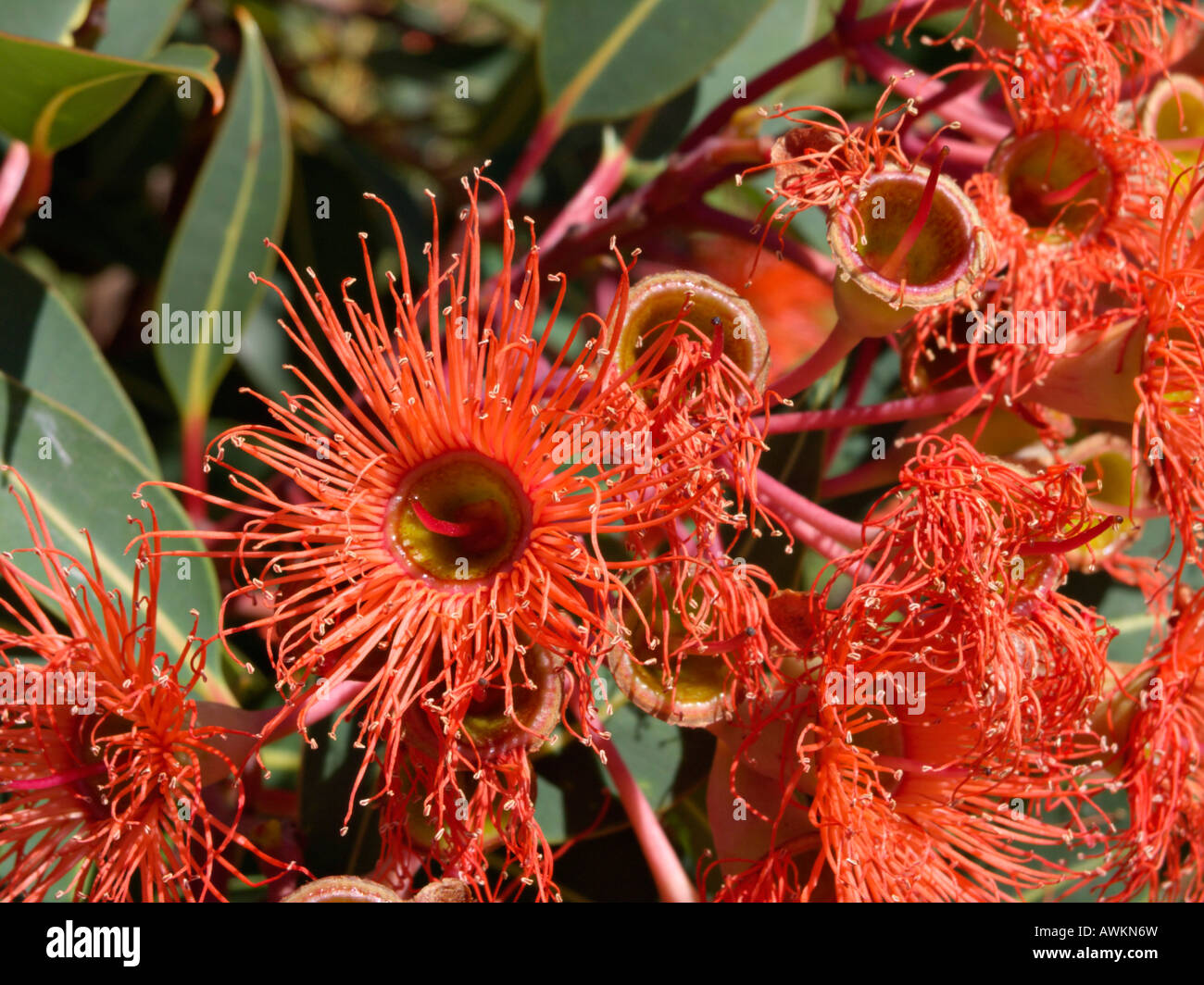 Red flowering gum (Corymbia ficifolia 'Orange Splendour' syn. Eucalyptus ficifolia 'Orange Splendour') Stock Photo
