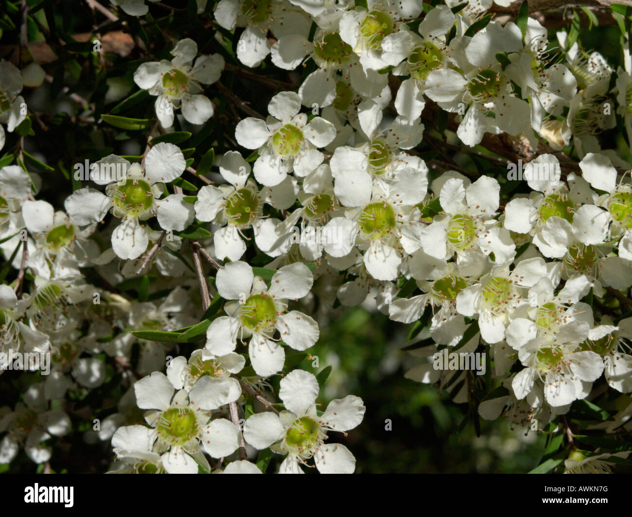 Tantoon (Leptospermum polygalifolium) Stock Photo