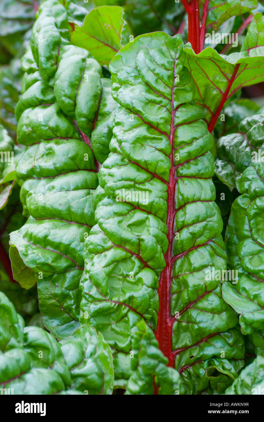 Red ribbed silver beet also known as Swiss chard Stock Photo