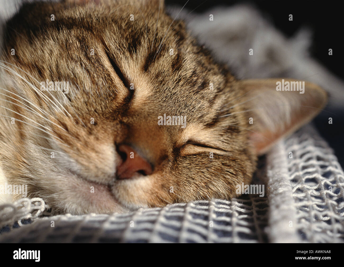 Cat sleeping, face, extreme closeup Stock Photo Alamy