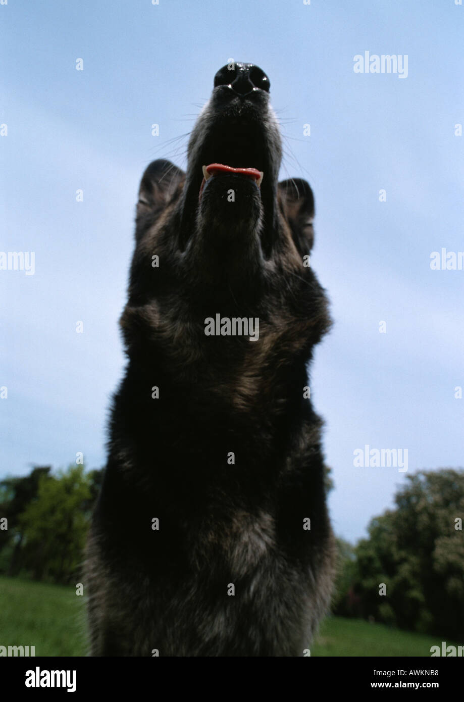 Black dog barking hires stock photography and images Alamy