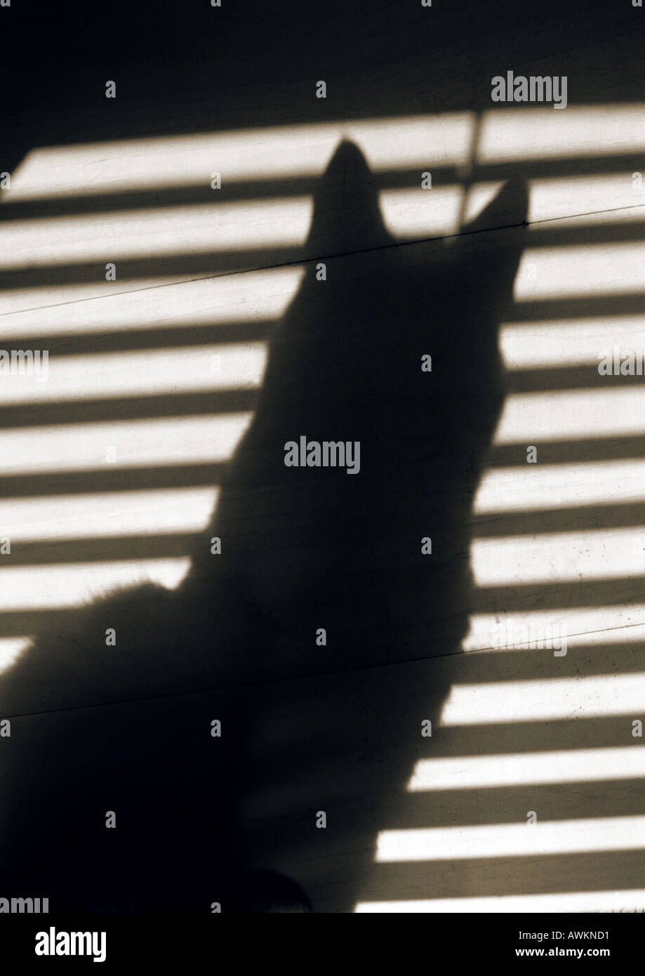 Shadow of cat and blinds Stock Photo Alamy