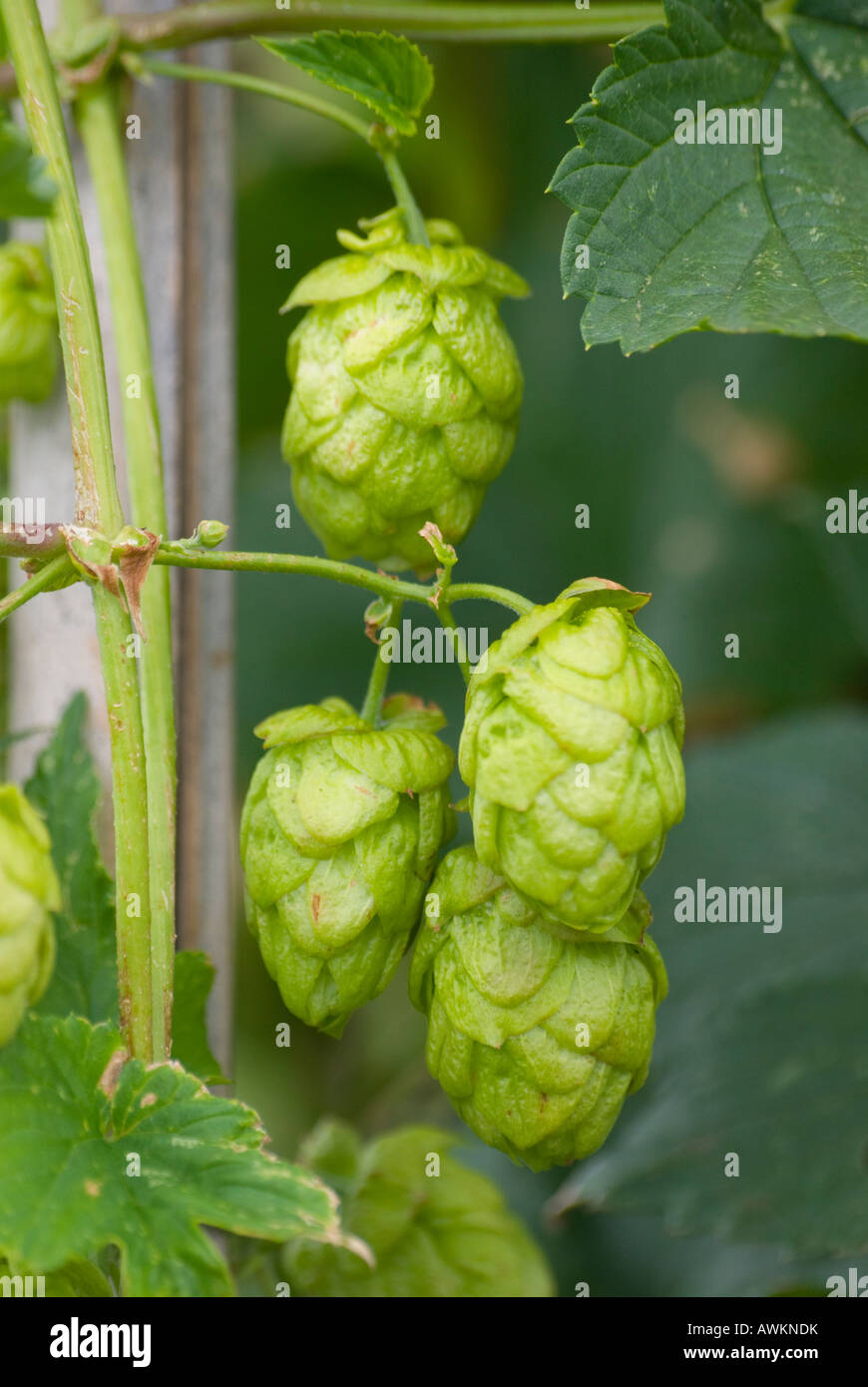 Ripening hops Stock Photo