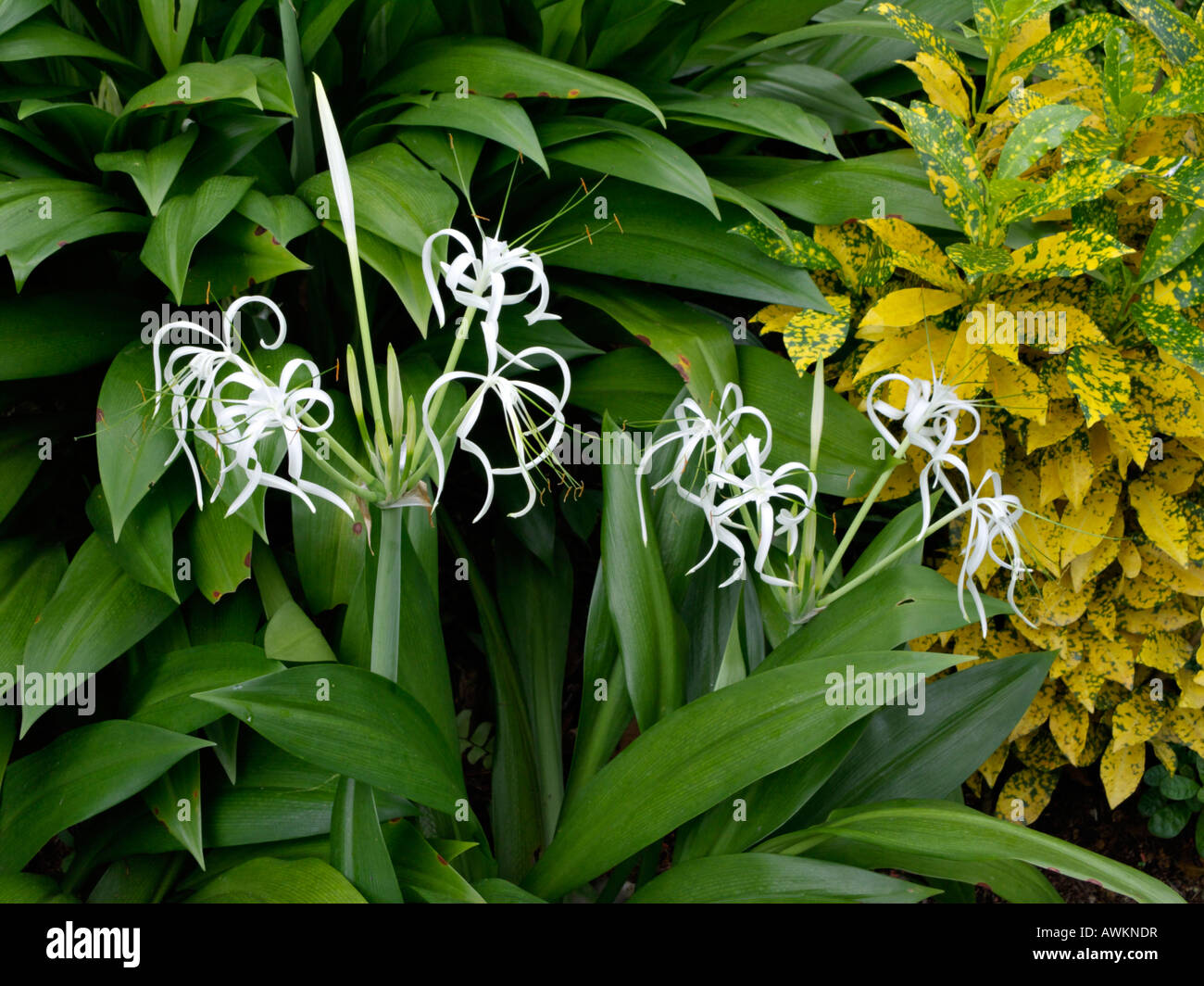 Spider lily (Hymenocallis) and croton (Codiaeum variegatum syn. Croton variegatus) Stock Photo