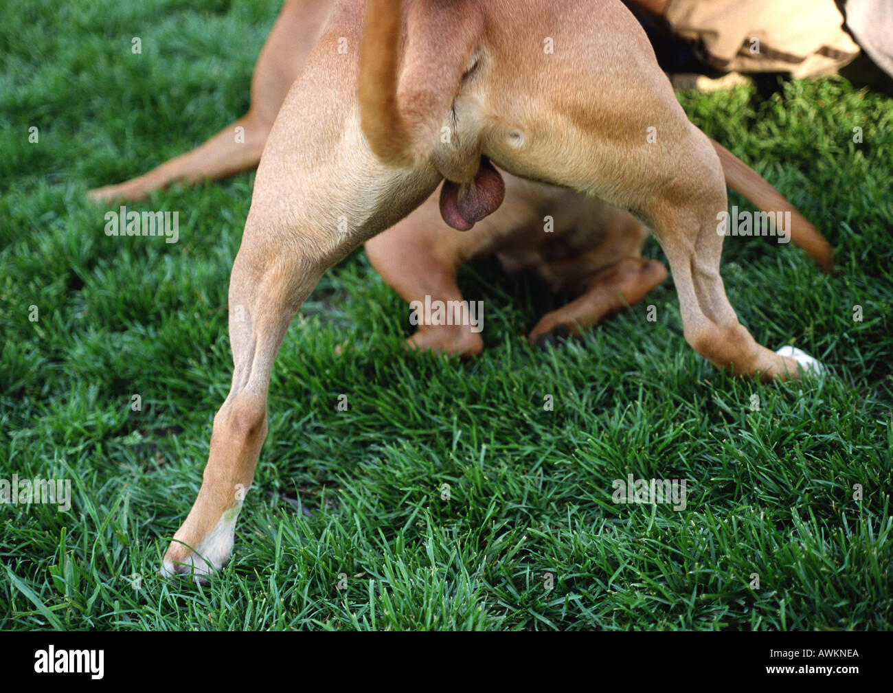 testicles hi-res photography and images - Alamy