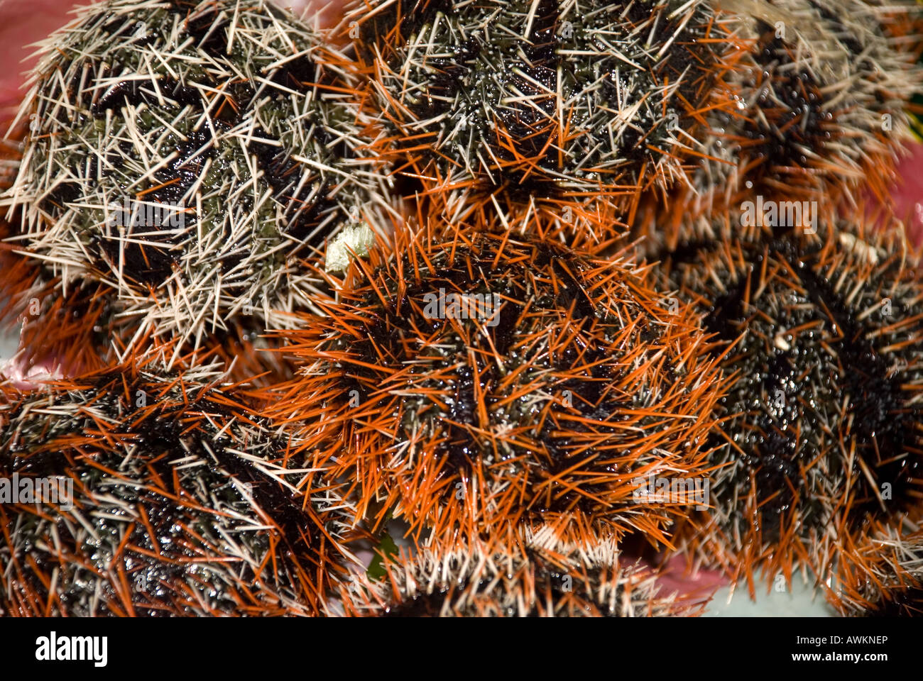 philippines island siquijor town sea urchins in market Stock Photo