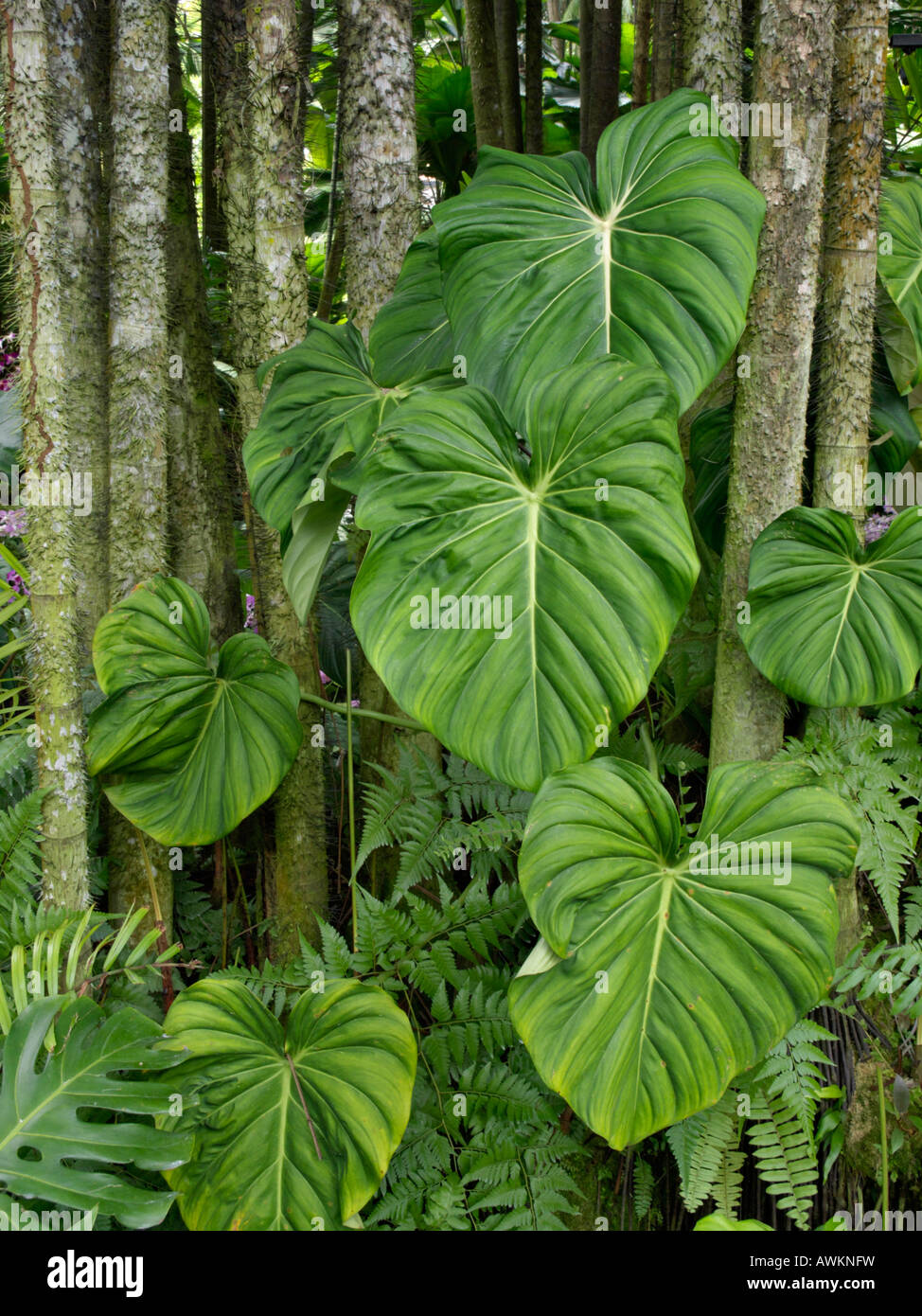 Philodendron Stock Photo