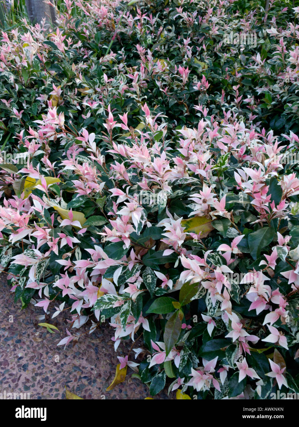 Star jasmine (Trachelospermum asiaticum 'Variegata') Stock Photo