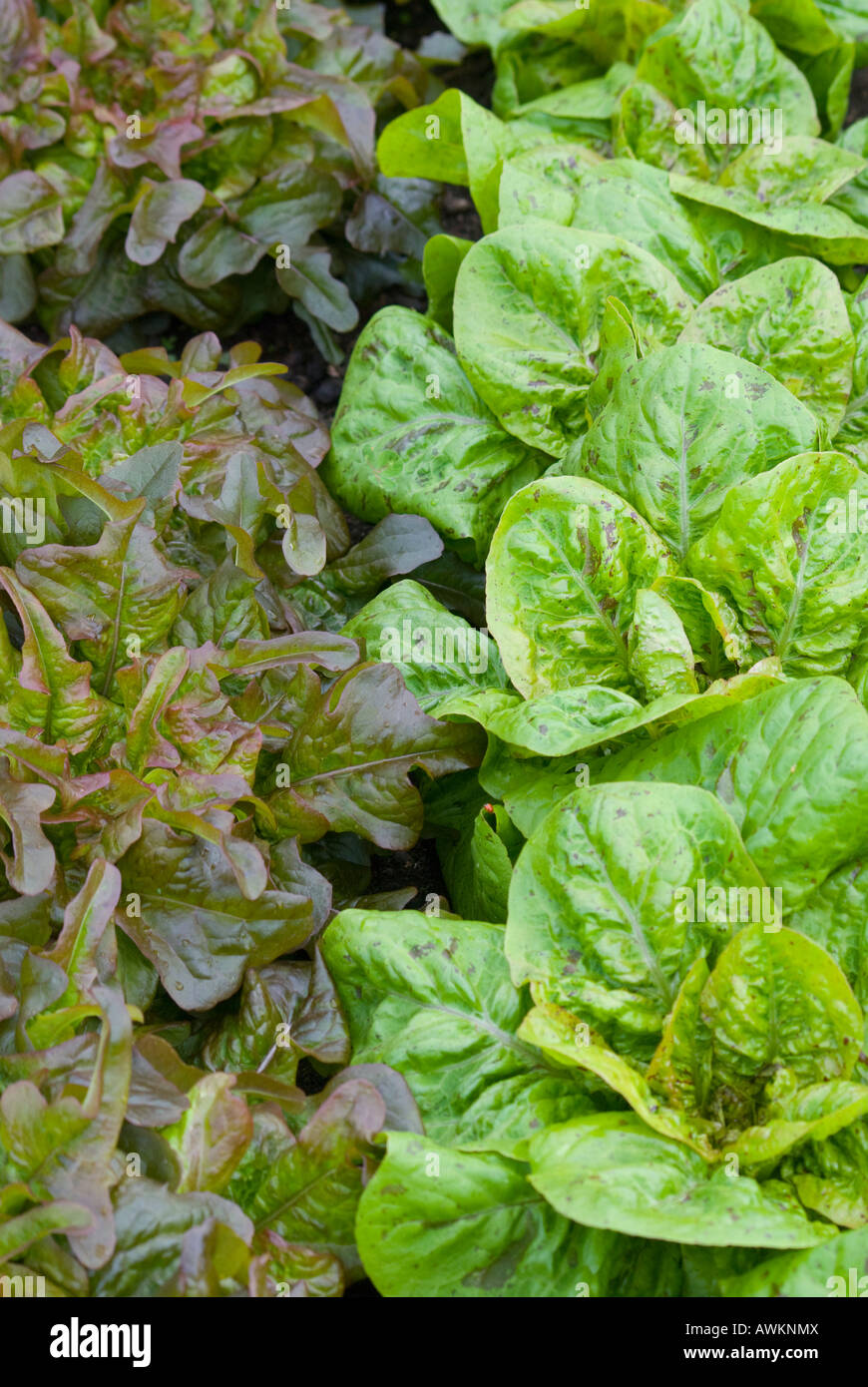 Two varieties of lettuce Stock Photo