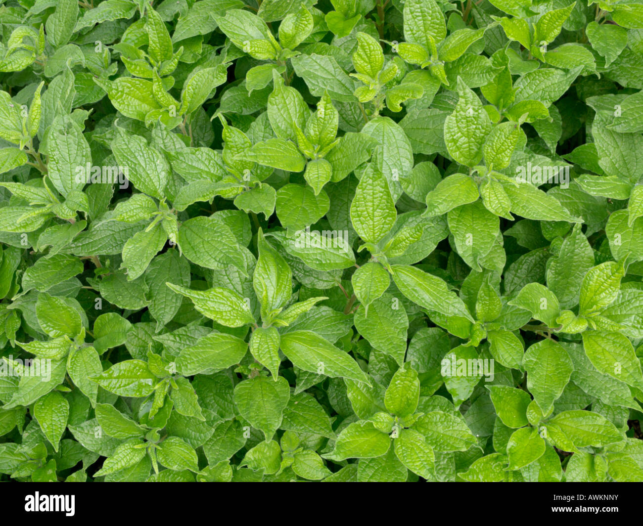 Pellitory-of-the-wall (Parietaria officinalis) Stock Photo