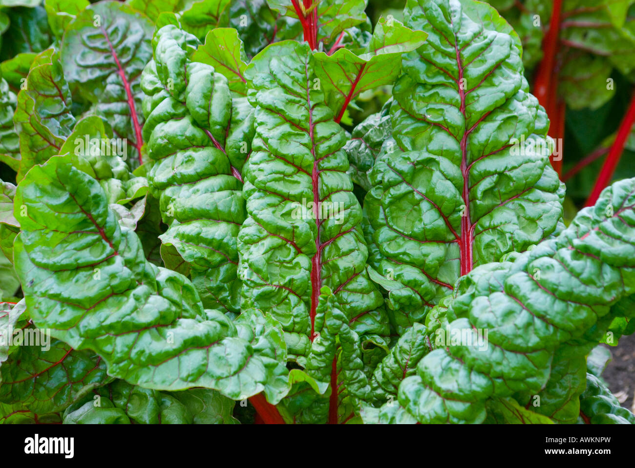 Red ribbed silver beet also known as Swiss chard Stock Photo