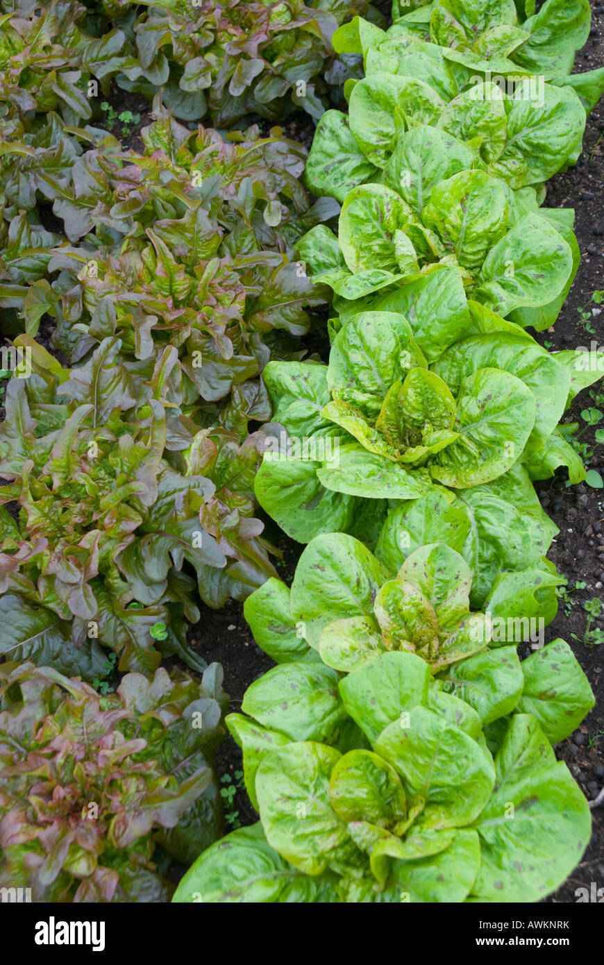Two varieties of lettuce Stock Photo