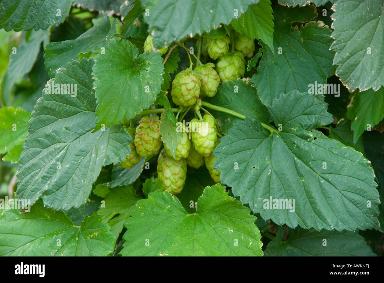 Ripening hops humulus lupulus Stock Photo