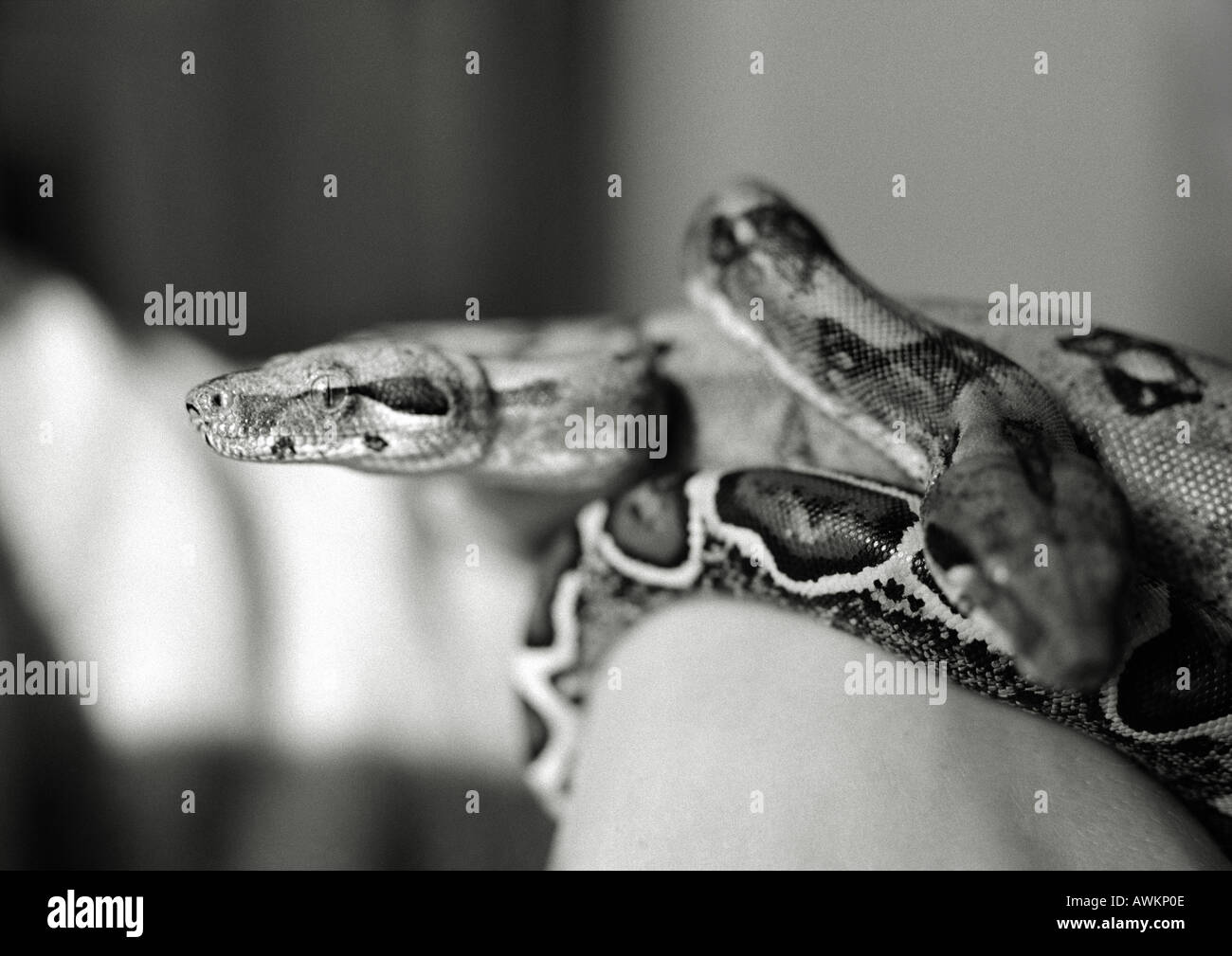 Snake, black and white Stock Photo - Alamy