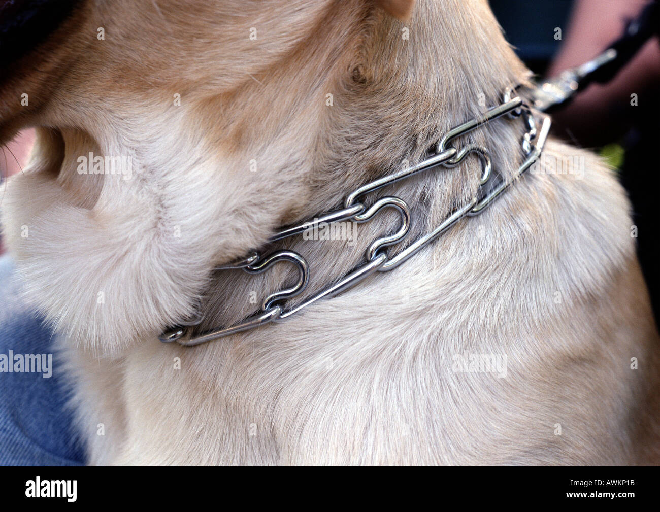 Choke collar hi res stock photography and images Alamy