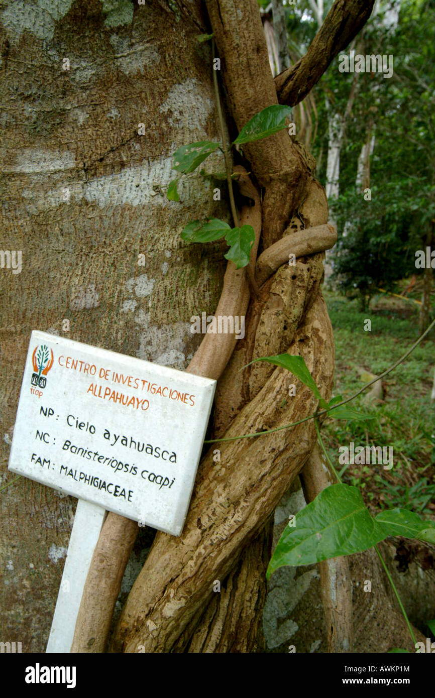 AYAHUASCA VINE or YAGE Banisteriopsis Caapi Stock Photo - Alamy