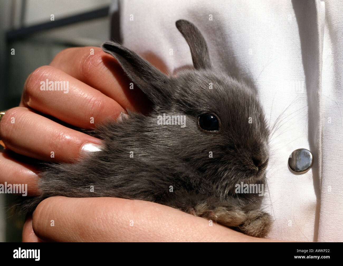 Кролик-вибратор с тонким изгибом, фиолетовый Rabbit Essentials RR-006-PUR - Rabbit Essentials - Вибраторы-кролики - Купить
