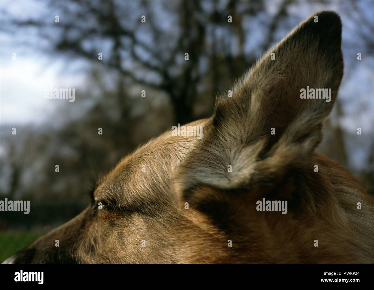 German shepherd's ear. Stock Photo