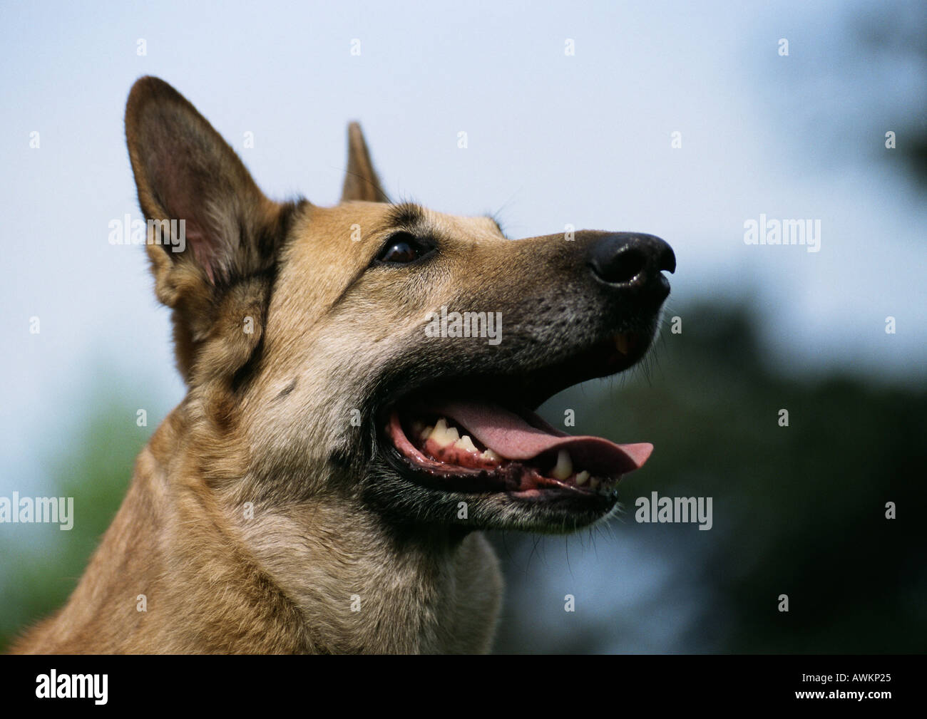 Are German Shepherds Mouthy