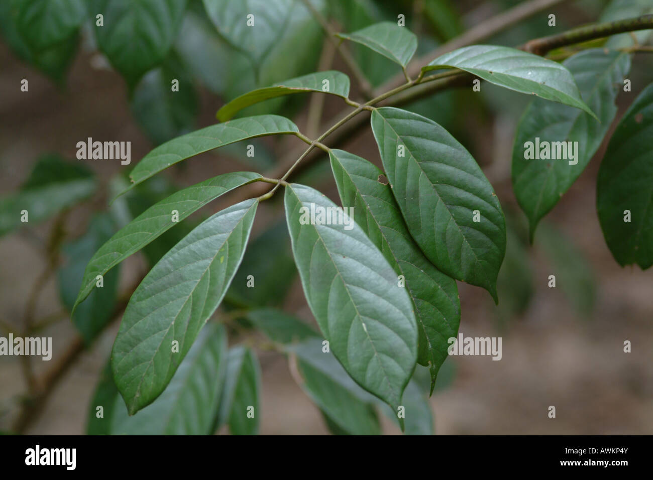 Barbasco Lonchocarpus nicou Medicinal plant Stock Photo