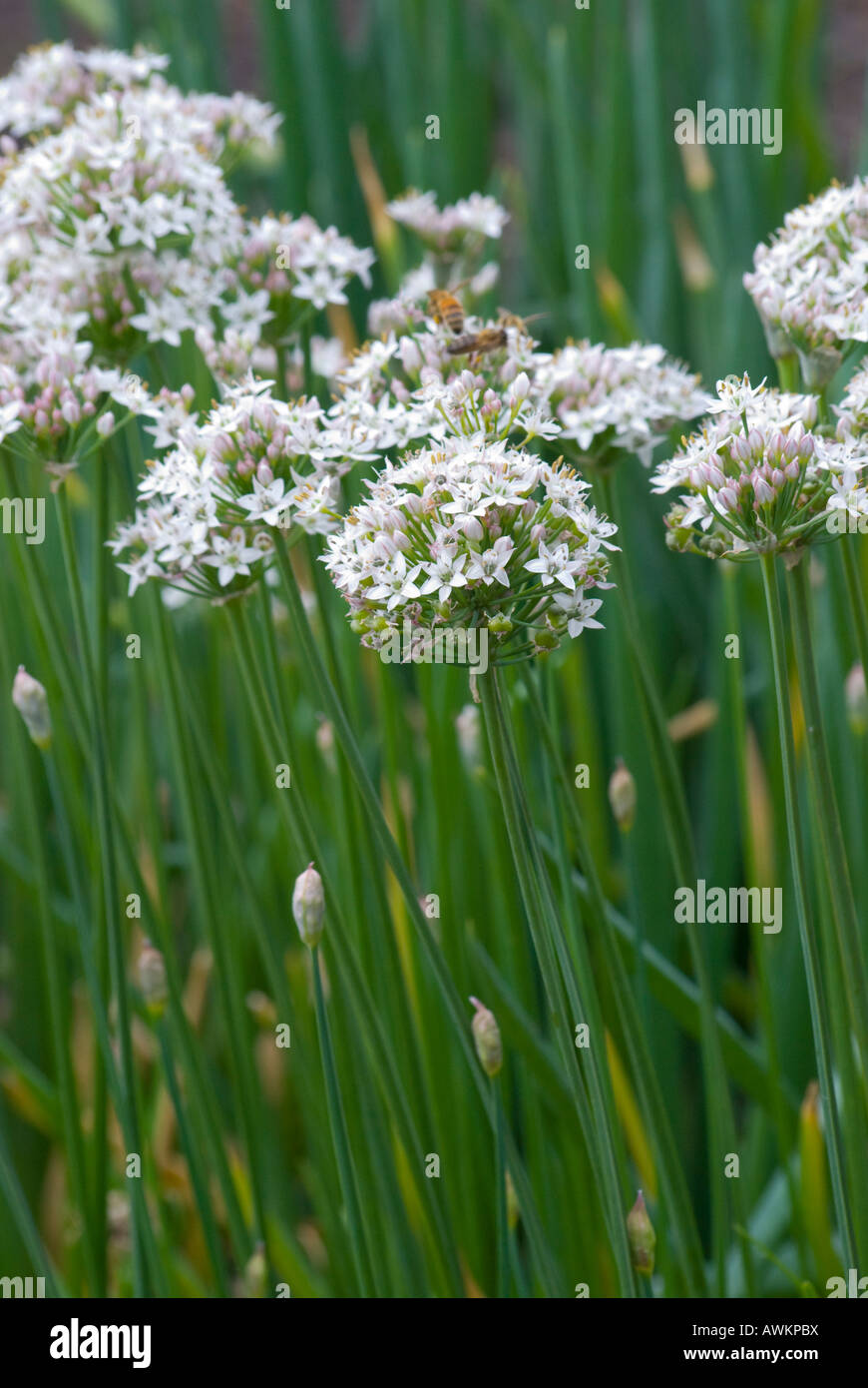 Garlic chives allium tuberosum in flower Stock Photo Alamy