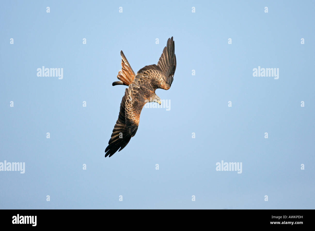 RED KITE Milvus milvus diving to pick up food from the ground Wales October RedKite0689 Stock Photo