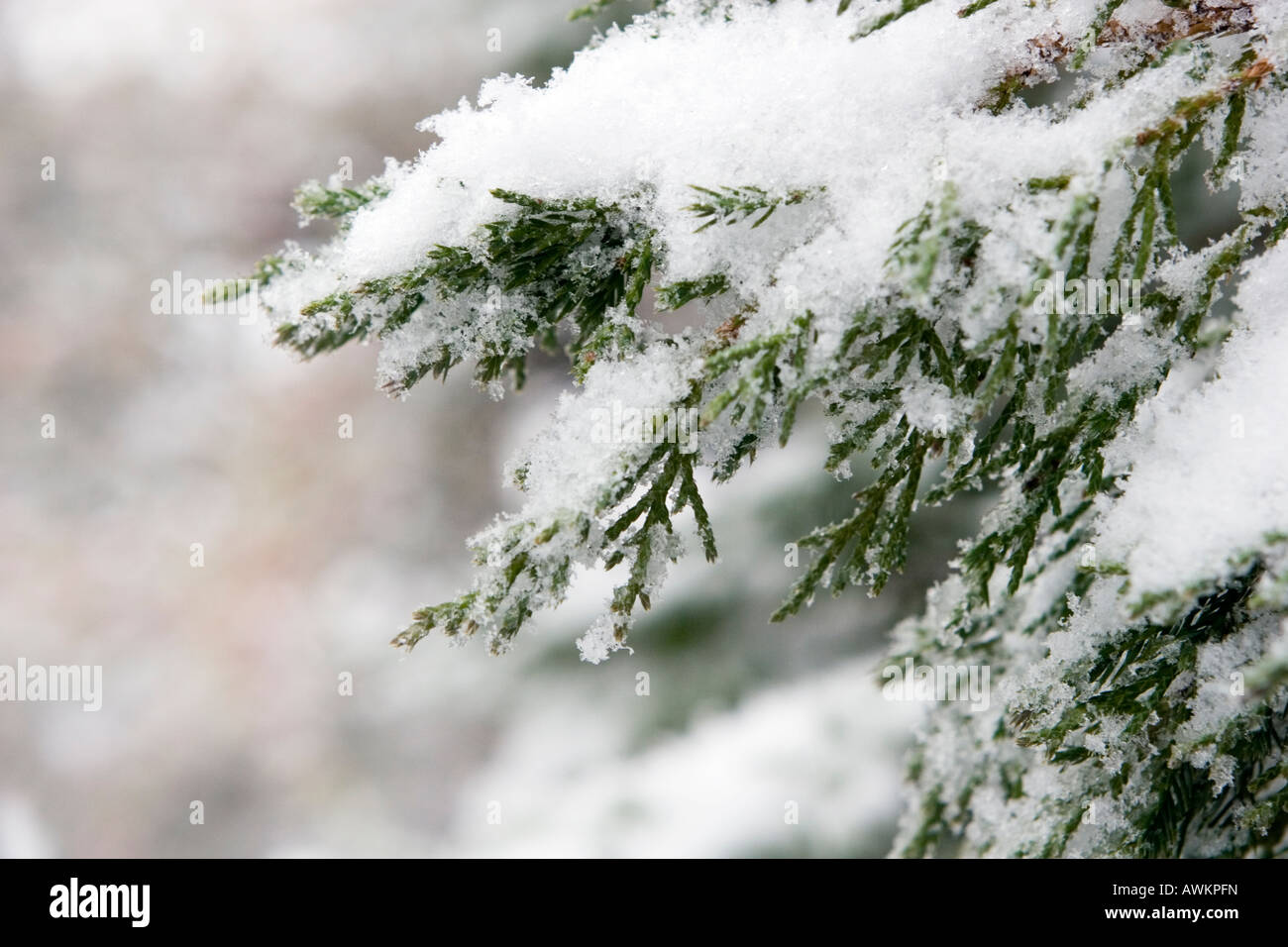 Icy Snow on Blue Point Juniper Branches Stock Photo