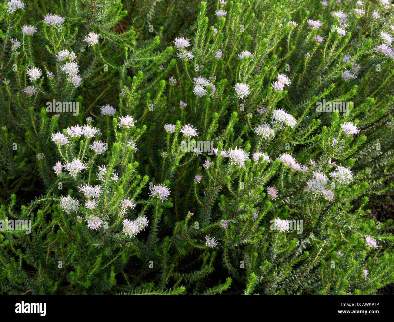 Agathosma serphyllacea Stock Photo