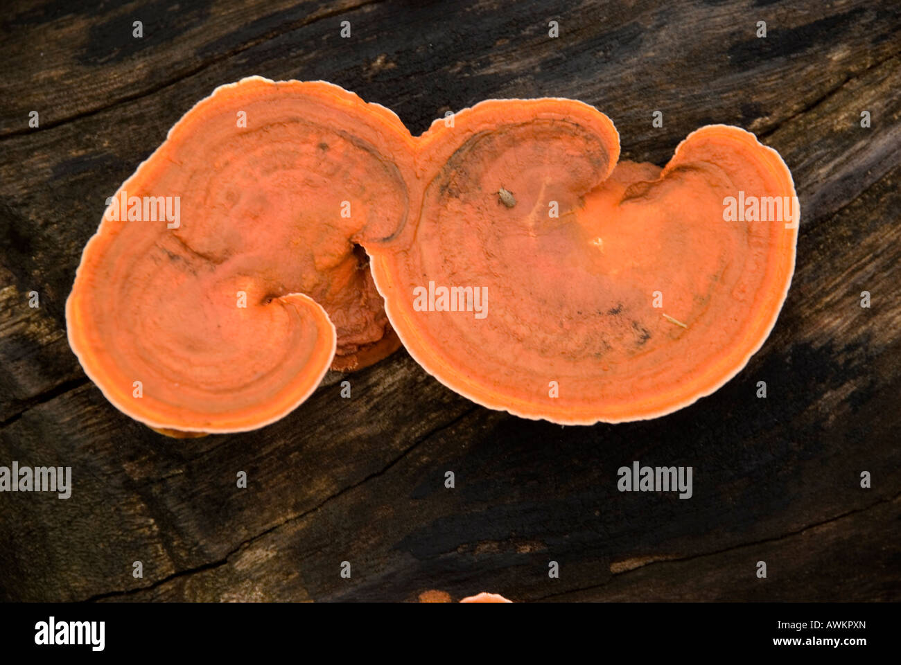 philippines siquijor island larena town fungus Stock Photo