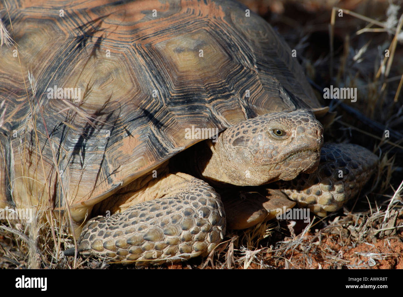 Stock photo of a desert tortoise closeup. Stock Photo