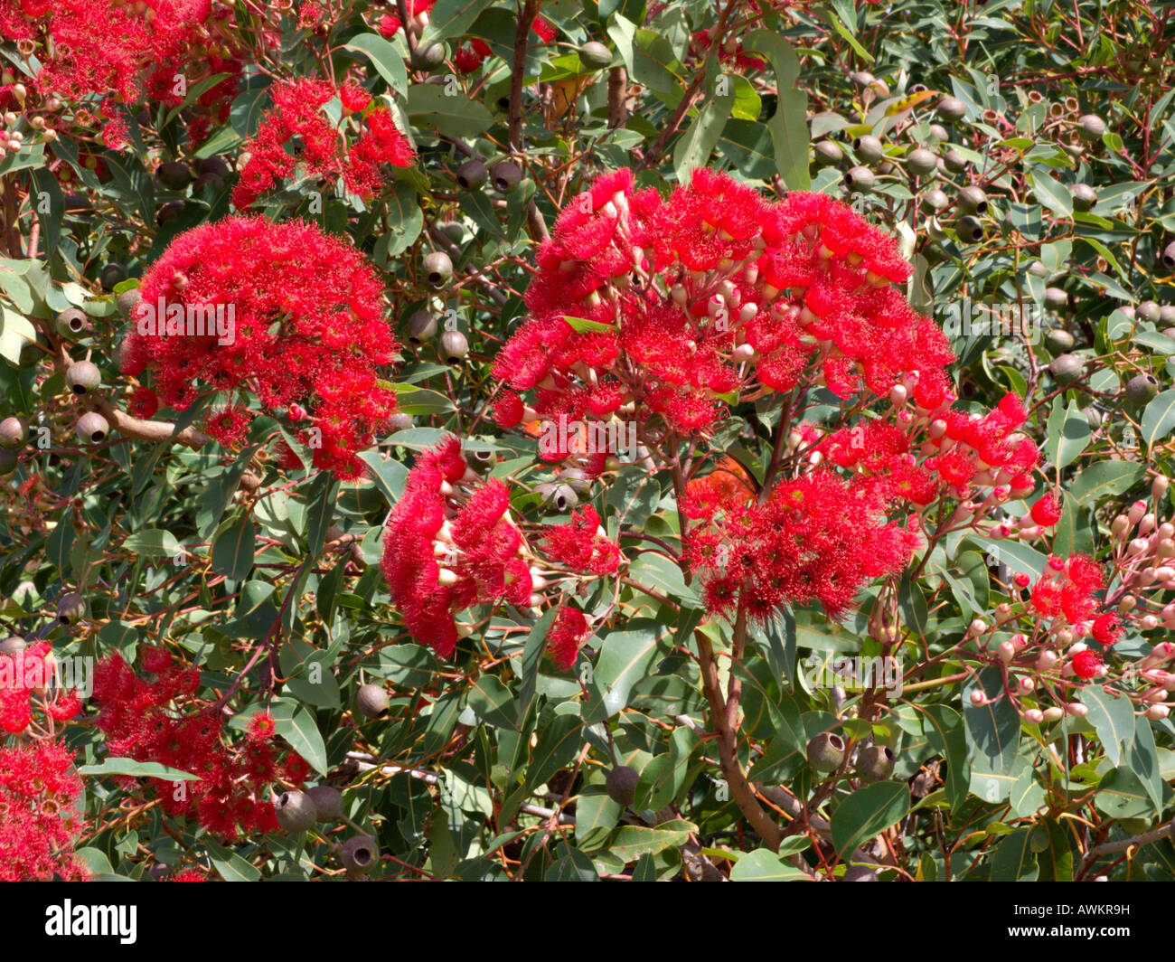 Red flowering gum (Corymbia ficifolia 'Wildfire Red' syn. Eucalyptus ficifolia 'Wildfire Red') Stock Photo